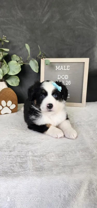 Oliver – Miniature Australian Shepherd puppy for sale in Coldwater, MI