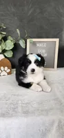 Oliver, a male Miniature Australian Shepherd for sale in Coldwater, MI – 1 of 5