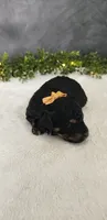 Archie, a male Poodle - Miniature  for sale in Coldwater, MI – 3 of 5