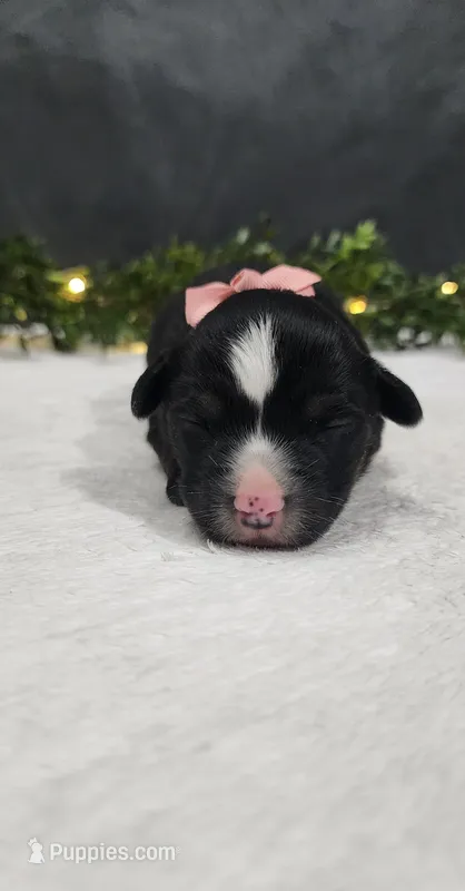 Grace – Miniature Australian Shepherd puppy for sale in Coldwater, MI