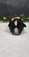 Grace, a female Miniature Australian Shepherd for sale in Coldwater, MI – 1 of 3