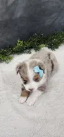 Max, a male Miniature Australian Shepherd for sale in Coldwater, MI – 2 of 4