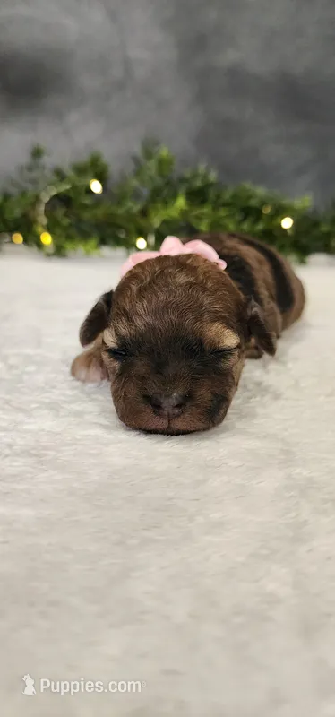 Abby – Poodle - Miniature  puppy for sale in Coldwater, MI