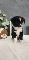 Faith, a female Miniature Australian Shepherd for sale in Coldwater, MI – 7 of 7