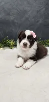 Avery, a female Miniature Australian Shepherd for sale in Coldwater, MI – 5 of 7