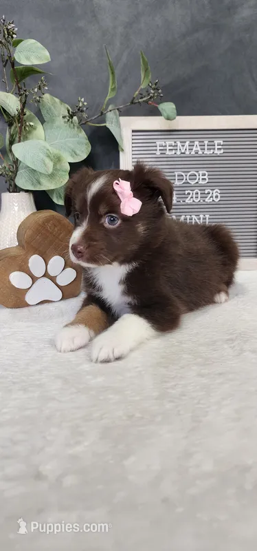 Daisy – Miniature Australian Shepherd puppy for sale in Coldwater, MI