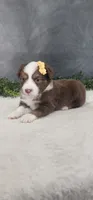 Kara, a female Miniature Australian Shepherd for sale in Coldwater, MI – 4 of 4