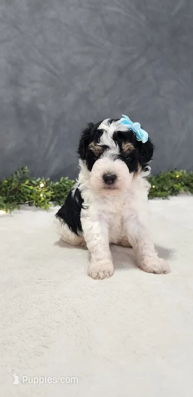 Benjie – Poodle - Miniature  puppy for sale in Coldwater, MI