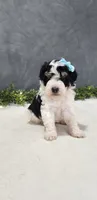 Benjie, a male Poodle - Miniature  for sale in Coldwater, MI – 1 of 7