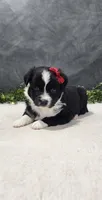 Ellie, a female Miniature Australian Shepherd for sale in Coldwater, MI – 3 of 5