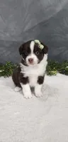 Milo, a male Miniature Australian Shepherd for sale in Coldwater, MI – 4 of 4