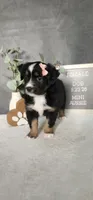 Grace, a female Miniature Australian Shepherd for sale in Coldwater, MI – 2 of 10