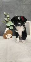 Faith, a female Miniature Australian Shepherd for sale in Coldwater, MI – 2 of 7