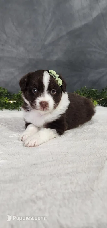 Milo – Miniature Australian Shepherd puppy for sale in Coldwater, MI
