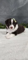 Milo, a male Miniature Australian Shepherd for sale in Coldwater, MI – 1 of 4