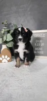 Grace, a female Miniature Australian Shepherd for sale in Coldwater, MI – 3 of 10