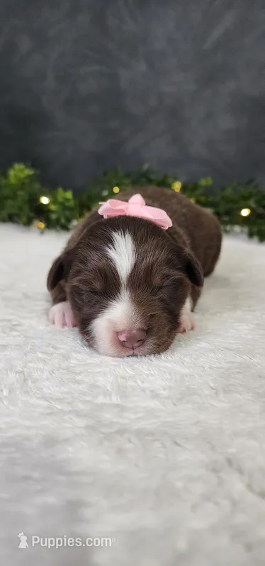 Daisy – Miniature Australian Shepherd puppy for sale in Coldwater, MI