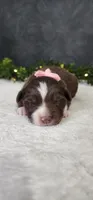 Daisy, a female Miniature Australian Shepherd for sale in Coldwater, MI – 1 of 3