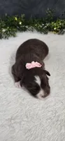 Daisy, a female Miniature Australian Shepherd for sale in Coldwater, MI – 3 of 3