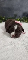 Daisy, a female Miniature Australian Shepherd for sale in Coldwater, MI – 2 of 3