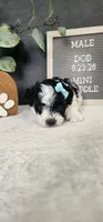 Milo, a male Poodle - Miniature  for sale in Coldwater, MI – 4 of 6