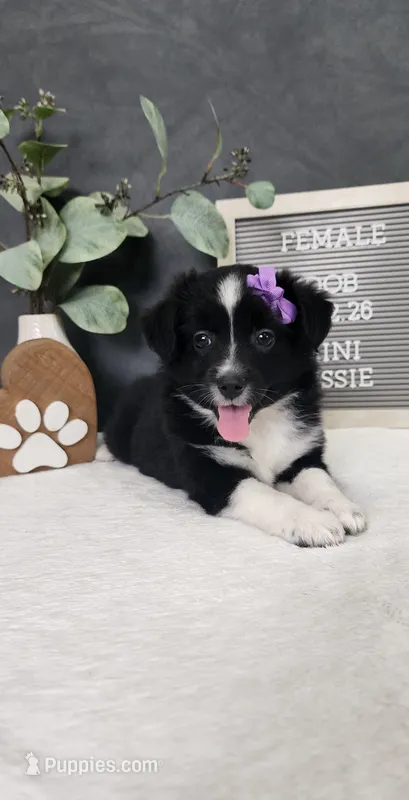 Layla – Miniature Australian Shepherd puppy for sale in Coldwater, MI
