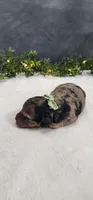 Oliver , a male Poodle - Miniature  for sale in Coldwater, MI – 4 of 8