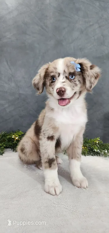 Charlie – Miniature Australian Shepherd puppy for sale in Coldwater, MI