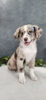 Charlie, a male Miniature Australian Shepherd for sale in Coldwater, MI – 1 of 6