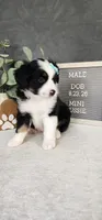 Oliver, a male Miniature Australian Shepherd for sale in Coldwater, MI – 4 of 5
