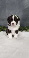Milo, a male Miniature Australian Shepherd for sale in Coldwater, MI – 3 of 4