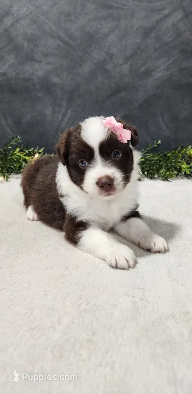 Avery – Miniature Australian Shepherd puppy for sale in Coldwater, MI