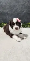 Avery, a female Miniature Australian Shepherd for sale in Coldwater, MI – 1 of 7