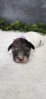 Sadie, a female Poodle - Miniature  for sale in Coldwater, MI – 4 of 4