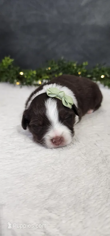 Milo , a male Miniature Australian Shepherd for sale in Coldwater, MI – Photo 1 of 5
