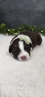Milo , a male Miniature Australian Shepherd for sale in Coldwater, MI – Photo 1 of 5