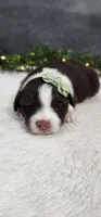 Milo , a male Miniature Australian Shepherd for sale in Coldwater, MI – Photo 2 of 5
