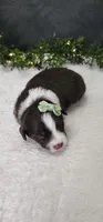 Milo , a male Miniature Australian Shepherd for sale in Coldwater, MI – Photo 5 of 5