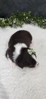 Milo , a male Miniature Australian Shepherd for sale in Coldwater, MI – Photo 4 of 5