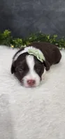 Milo , a male Miniature Australian Shepherd for sale in Coldwater, MI – Photo 3 of 5