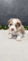 Grace, a female Miniature Australian Shepherd for sale in Coldwater, MI – 3 of 5