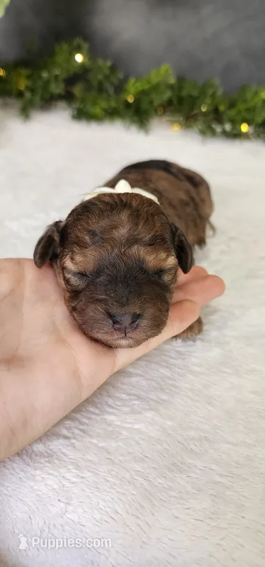 Joy – Poodle - Miniature  puppy for sale in Coldwater, MI
