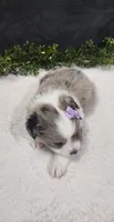 Luna, a female Miniature Australian Shepherd for sale in Coldwater, MI – 3 of 10