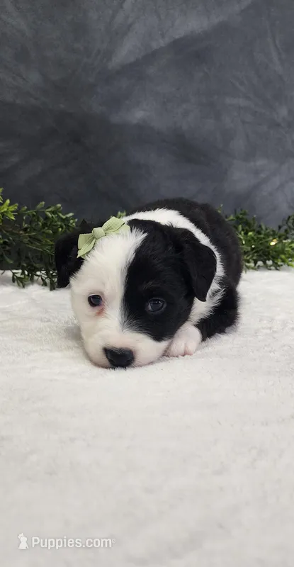 Milo  – Miniature Australian Shepherd puppy for sale in Coldwater, MI