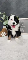 Milo , a male Miniature Australian Shepherd for sale in Coldwater, MI – Photo 5 of 5