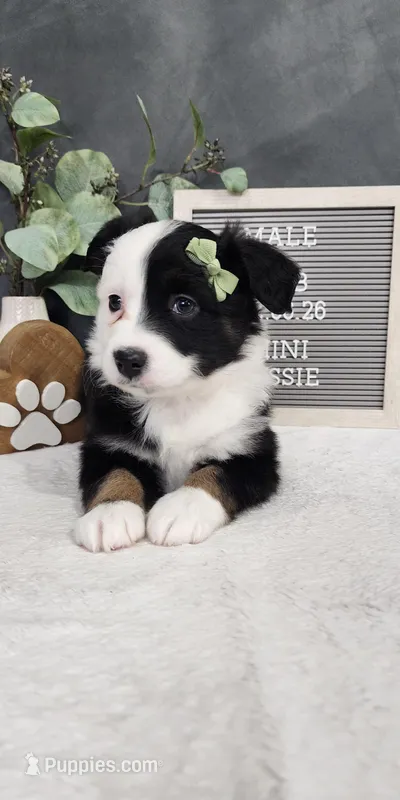 Milo , a male Miniature Australian Shepherd for sale in Coldwater, MI – Photo 1 of 5