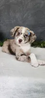 Charlie, a male Miniature Australian Shepherd for sale in Coldwater, MI – 6 of 6