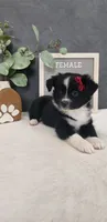 Faith, a female Miniature Australian Shepherd for sale in Coldwater, MI – 5 of 7