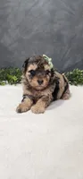 Archie, a male Poodle - Miniature  for sale in Coldwater, MI – 2 of 6