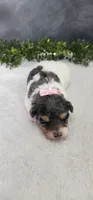 Grace, a female Poodle - Miniature  for sale in Coldwater, MI – 6 of 7